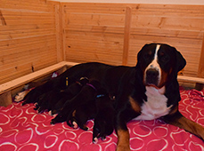 Kennel Karantanska-great swiss mountain dog