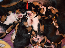 Kennel Karantanska-great swiss mountain dog