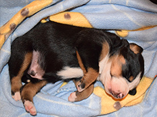 Kennel Karantanska-great swiss mountain dog