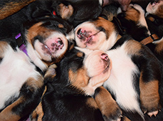 Kennel Karantanska-great swiss mountain dog