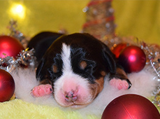 Kennel Karantanska-great swiss mountain dog