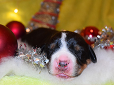 Kennel Karantanska-great swiss mountain dog