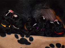 Kennel Karantanska-great swiss mountain dog